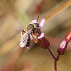 Andrena bicolor