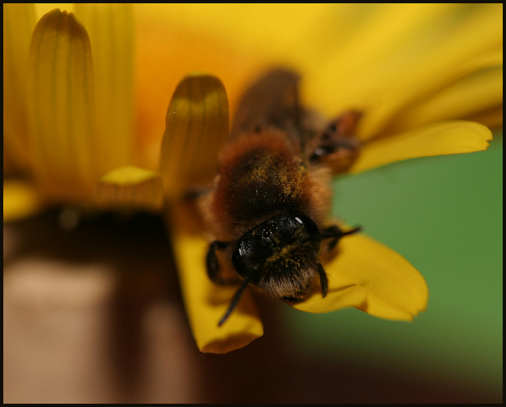 Andrena bicolor