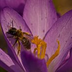 Andrena bicolor?