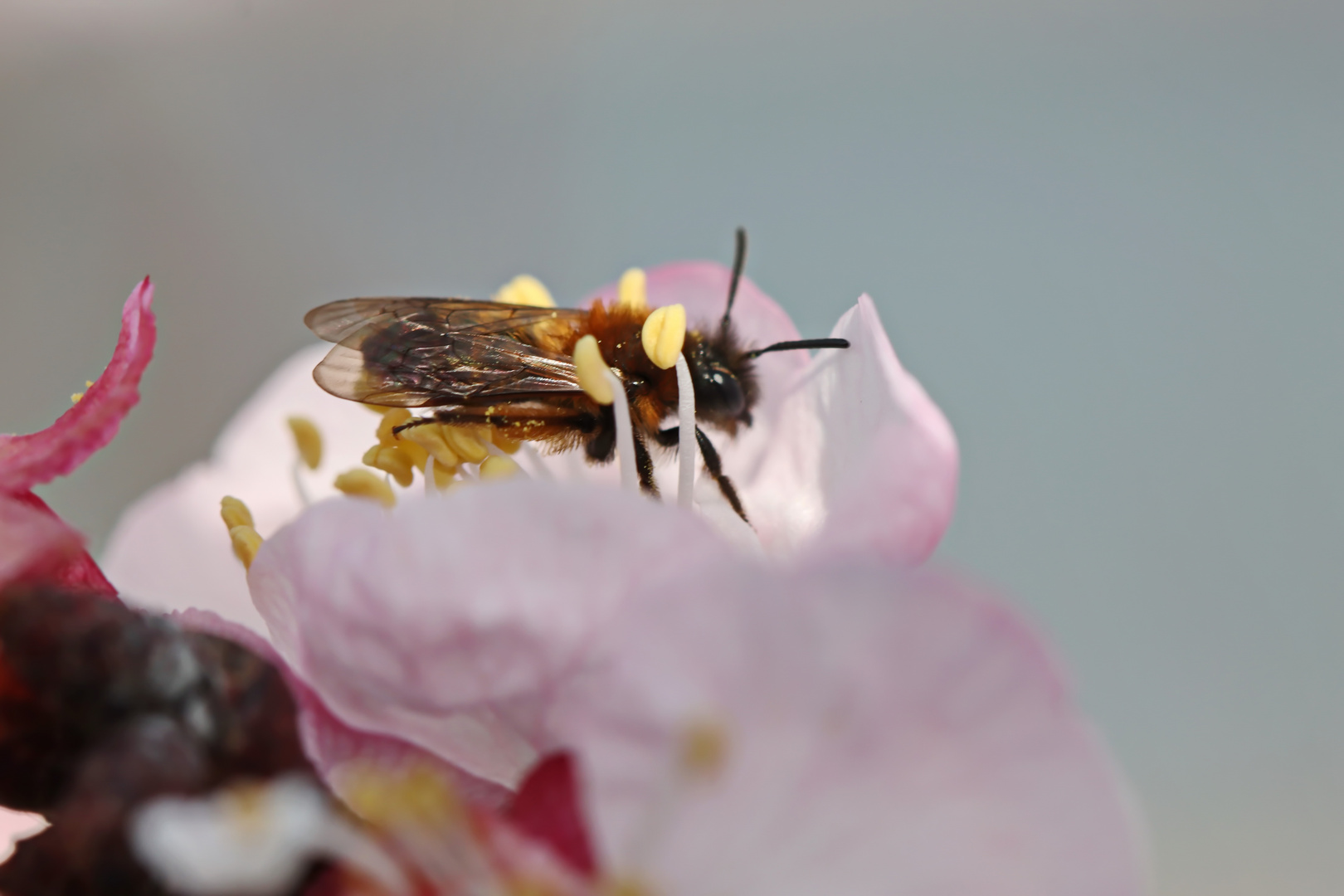 Andrena bicolor