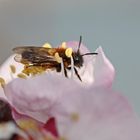 Andrena bicolor