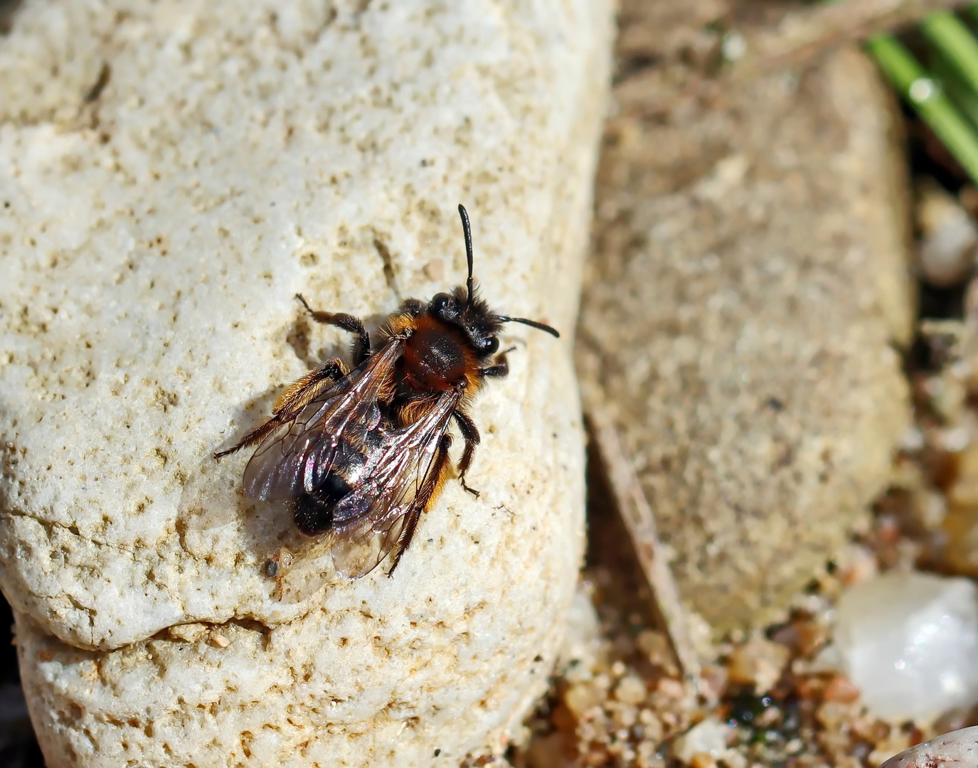 Andrena bicolor