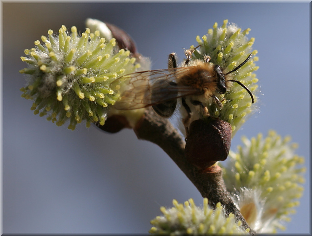 Andrena bicolor