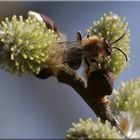 Andrena bicolor