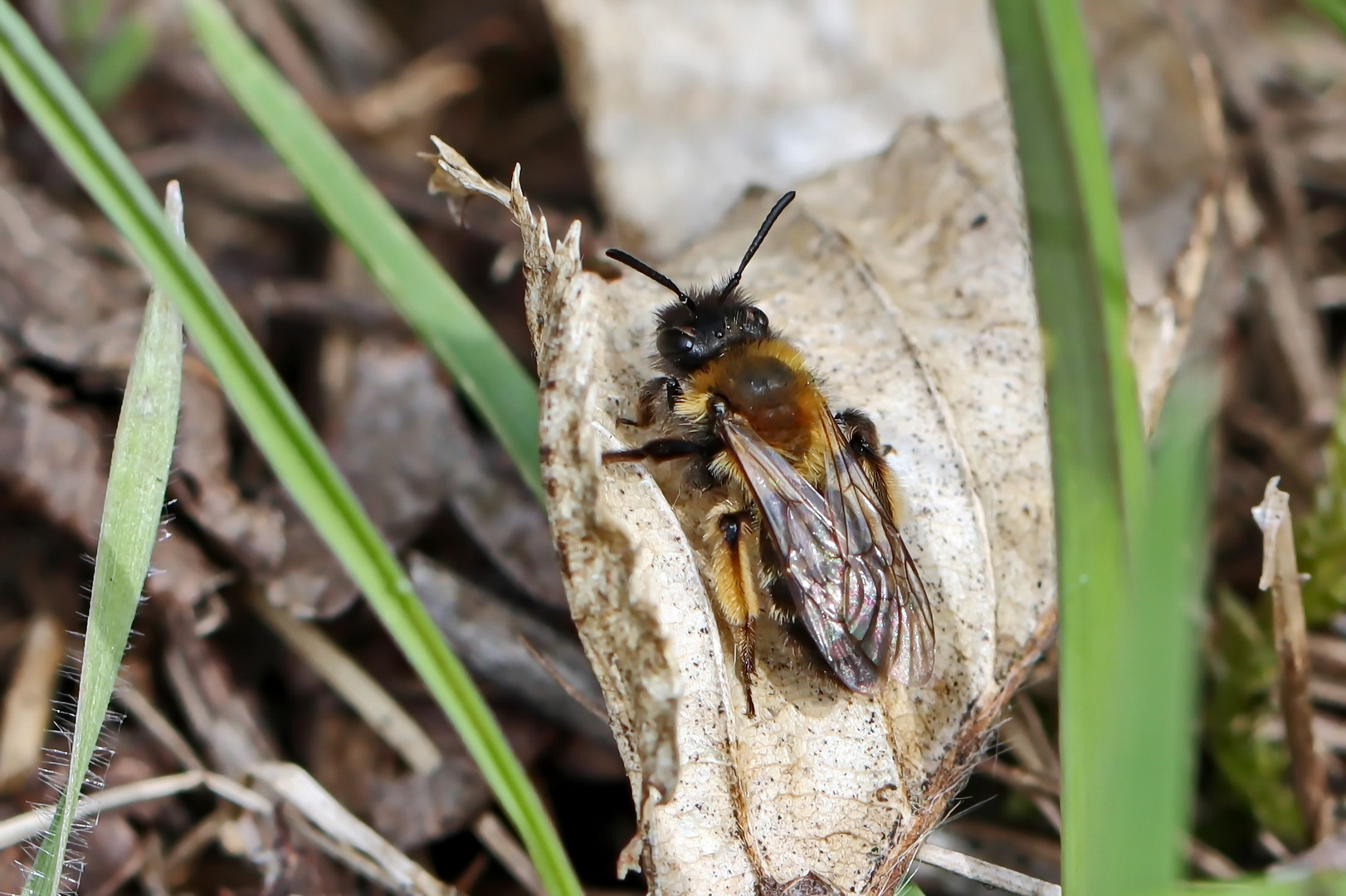 Andrena bicolor