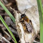 Andrena bicolor