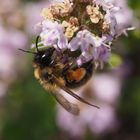 Andrena bicolor w