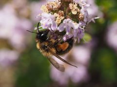 Andrena bicolor w