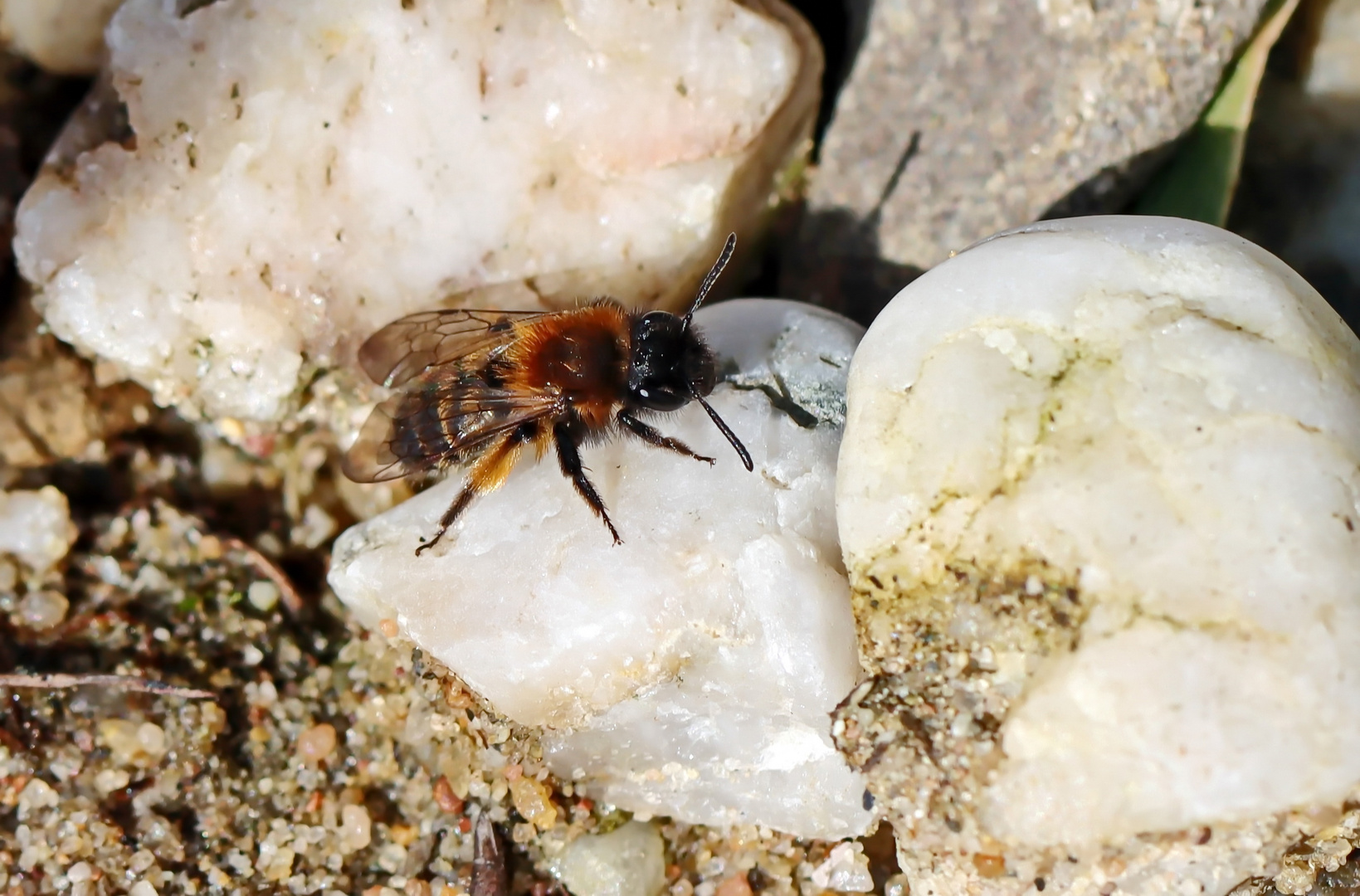 Andrena bicolor,Zweifarbige Sandbiene