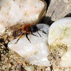 Andrena bicolor,Zweifarbige Sandbiene