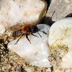 Andrena bicolor,Zweifarbige Sandbiene