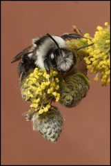 Andrena cinarea