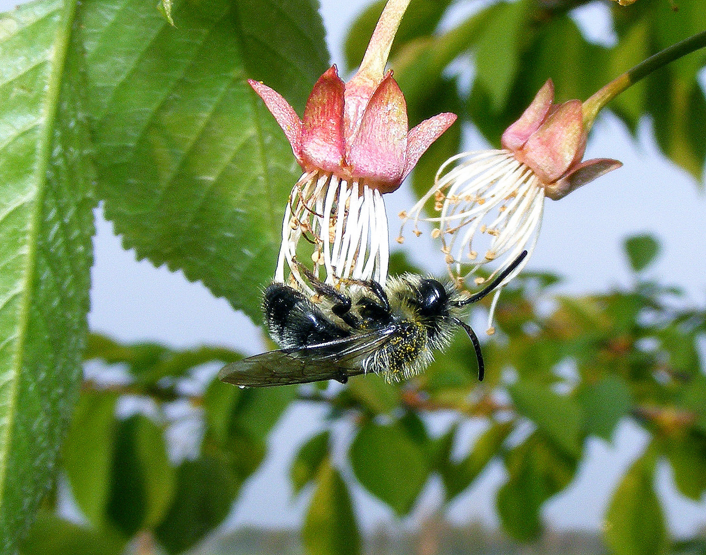 andrena cineraria 