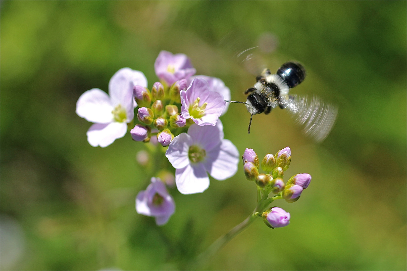 Andrena cineraria am Wiesenschaumkraut