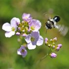 Andrena cineraria am Wiesenschaumkraut