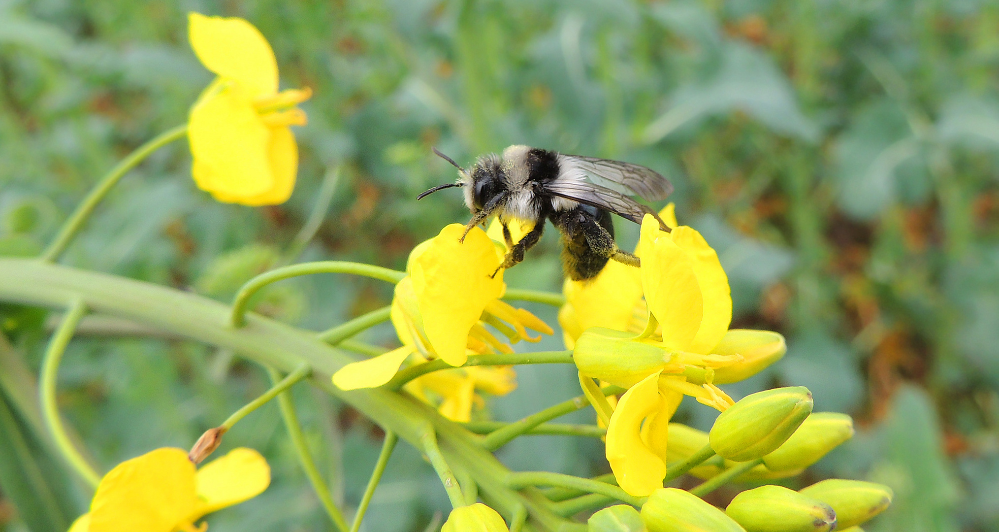 Andrena cineraria Andrène cendrée