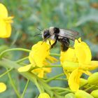 Andrena cineraria Andrène cendrée