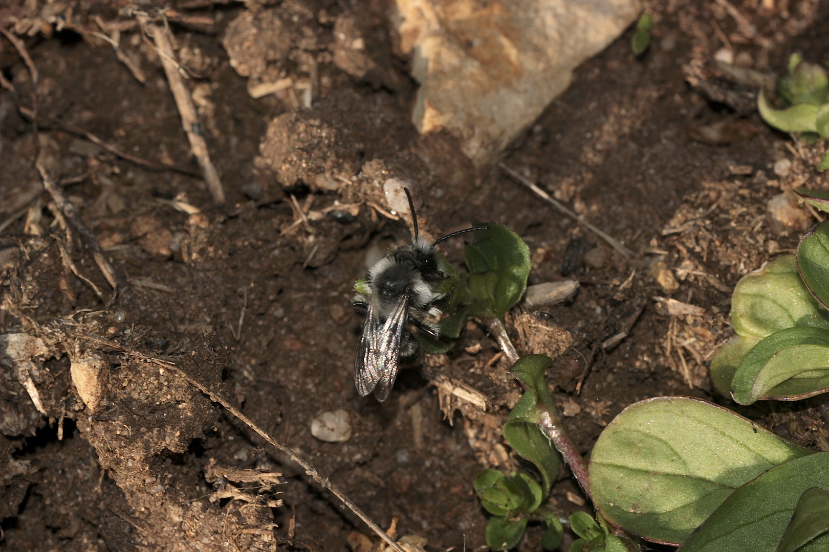 Andrena cineraria, die Aschgraue Sandbiene