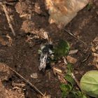 Andrena cineraria, die Aschgraue Sandbiene