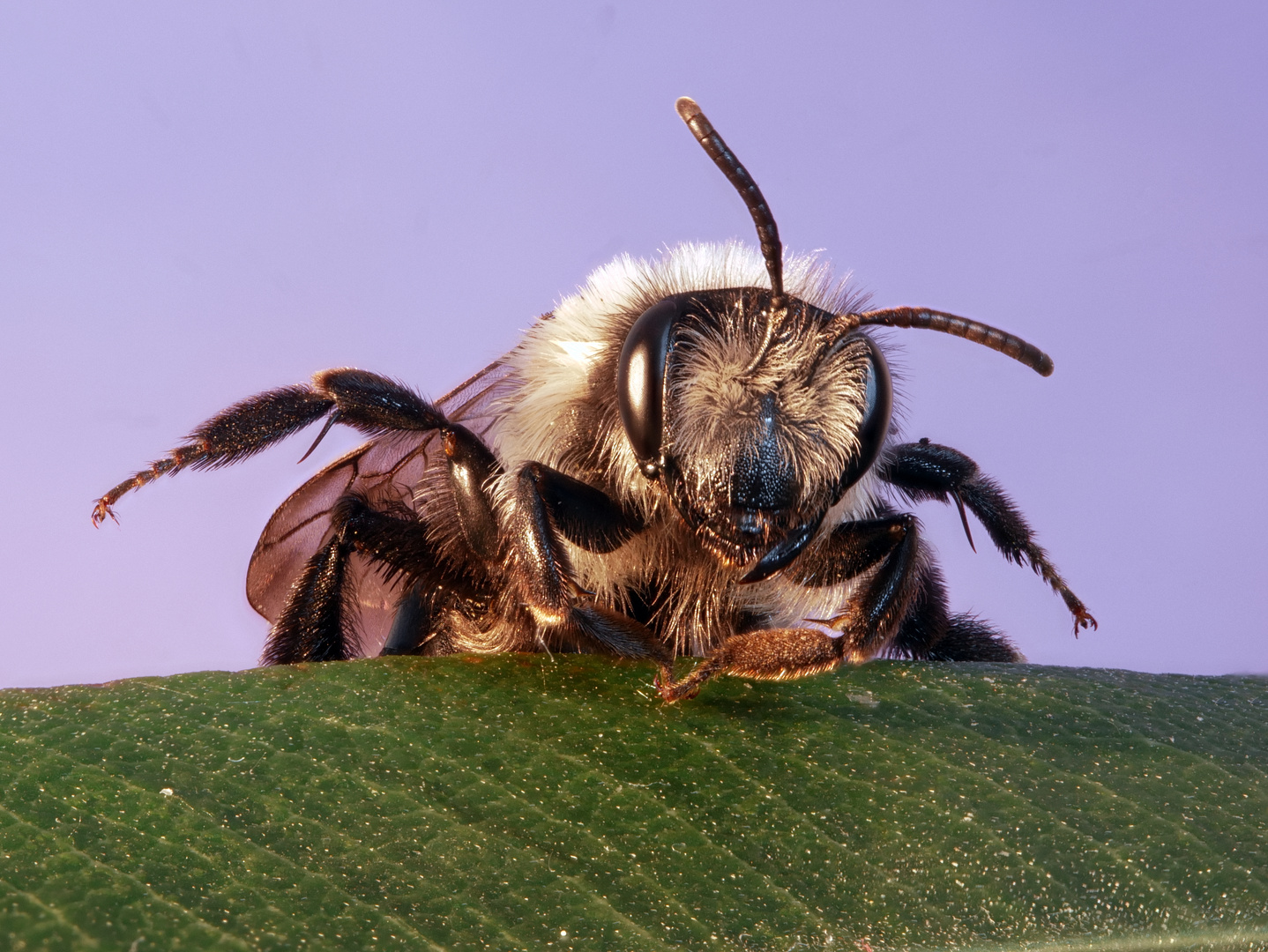 Andrena cineraria_aschgraue Sandbiene