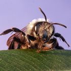 Andrena cineraria_aschgraue Sandbiene