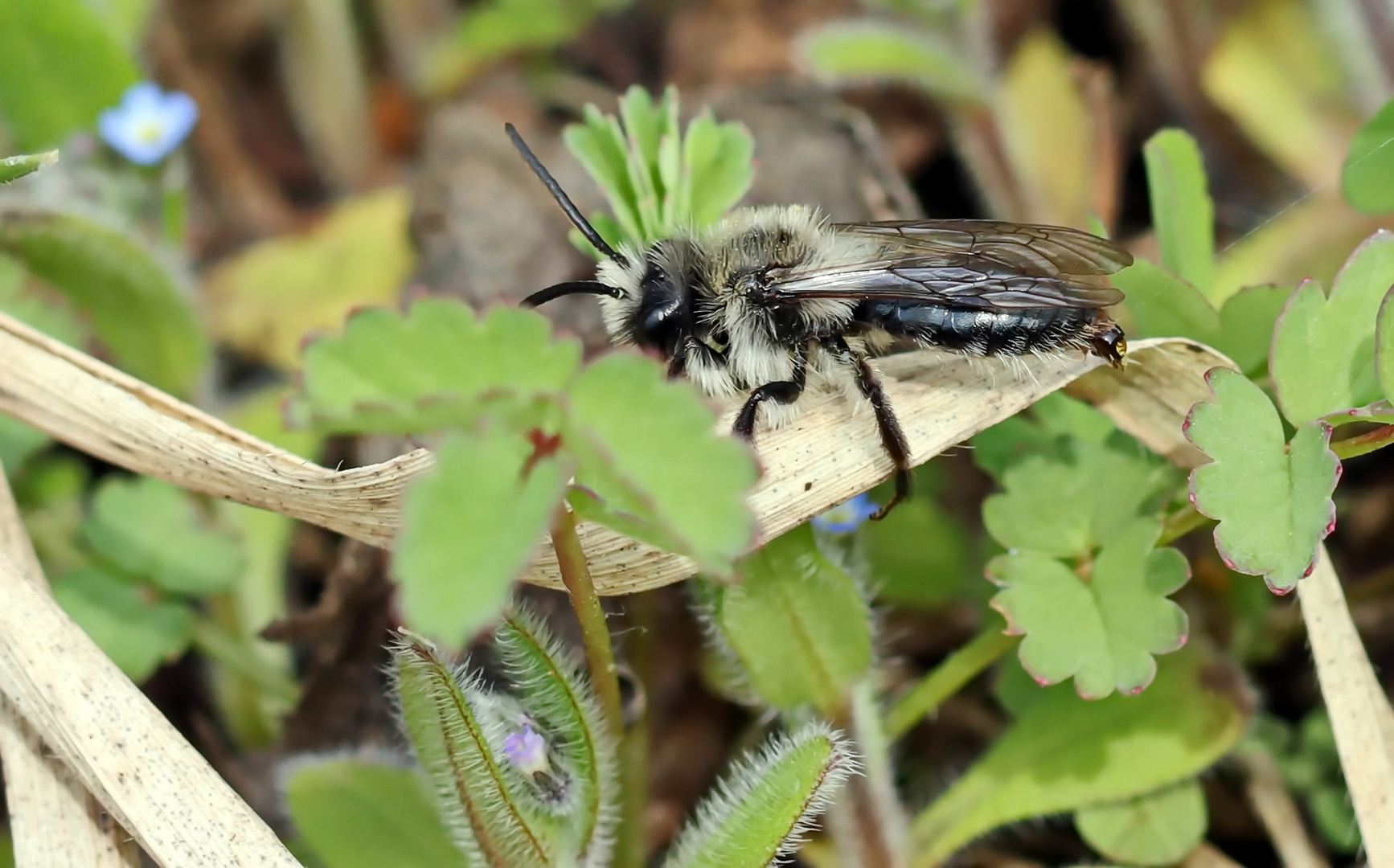 Andrena cineraria,Graue Sandbiene,Männchen