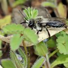 Andrena cineraria,Graue Sandbiene,Männchen