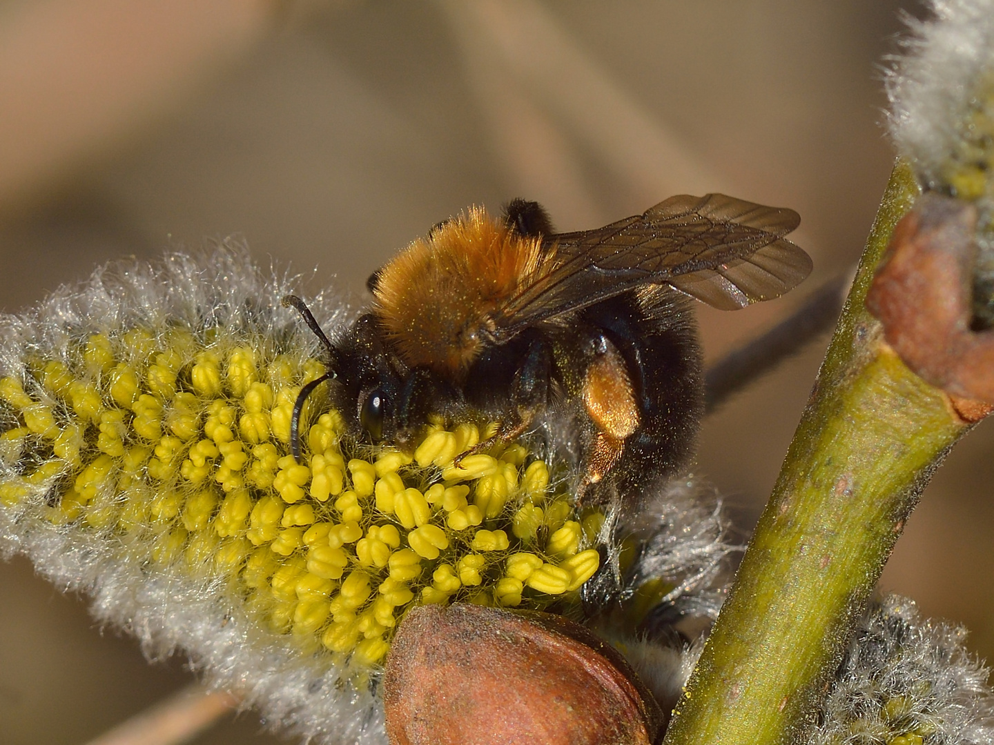 Andrena clarkella