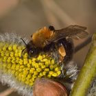 Andrena clarkella