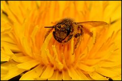 Andrena flavipes