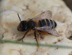 Andrena flavipes