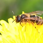 Andrena flavipes