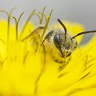 Andrena Flavipes