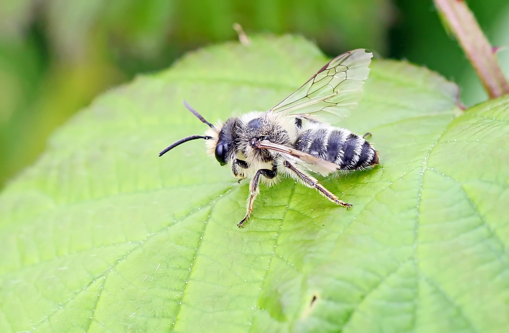 Andrena flavipes-m