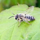 Andrena flavipes-m