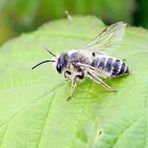 Andrena flavipes-m