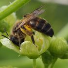 Andrena florea, Zaunrüben-Sandbiene