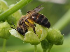 Andrena florea, Zaunrüben-Sandbiene