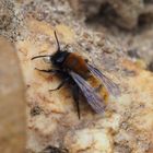 Andrena fulva