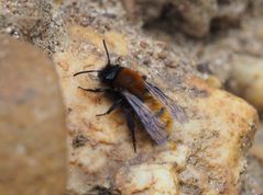 Andrena fulva