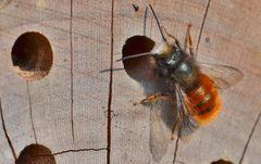 Andrena fulva