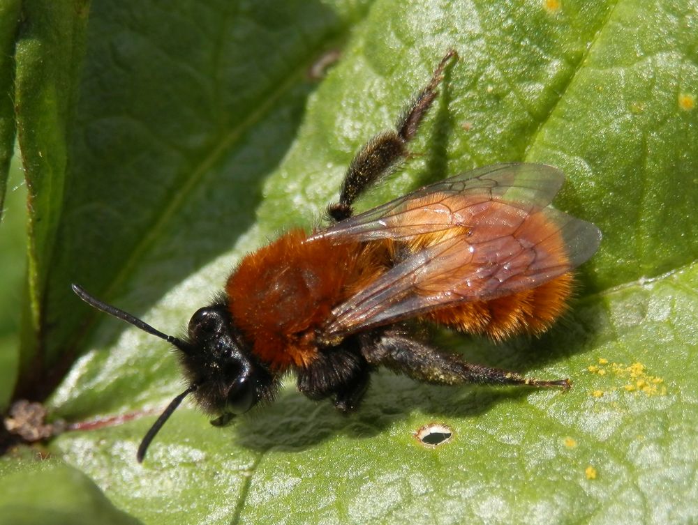 Andrena fulva - die Fuchsrote Sandbiene