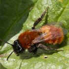 Andrena fulva - die Fuchsrote Sandbiene