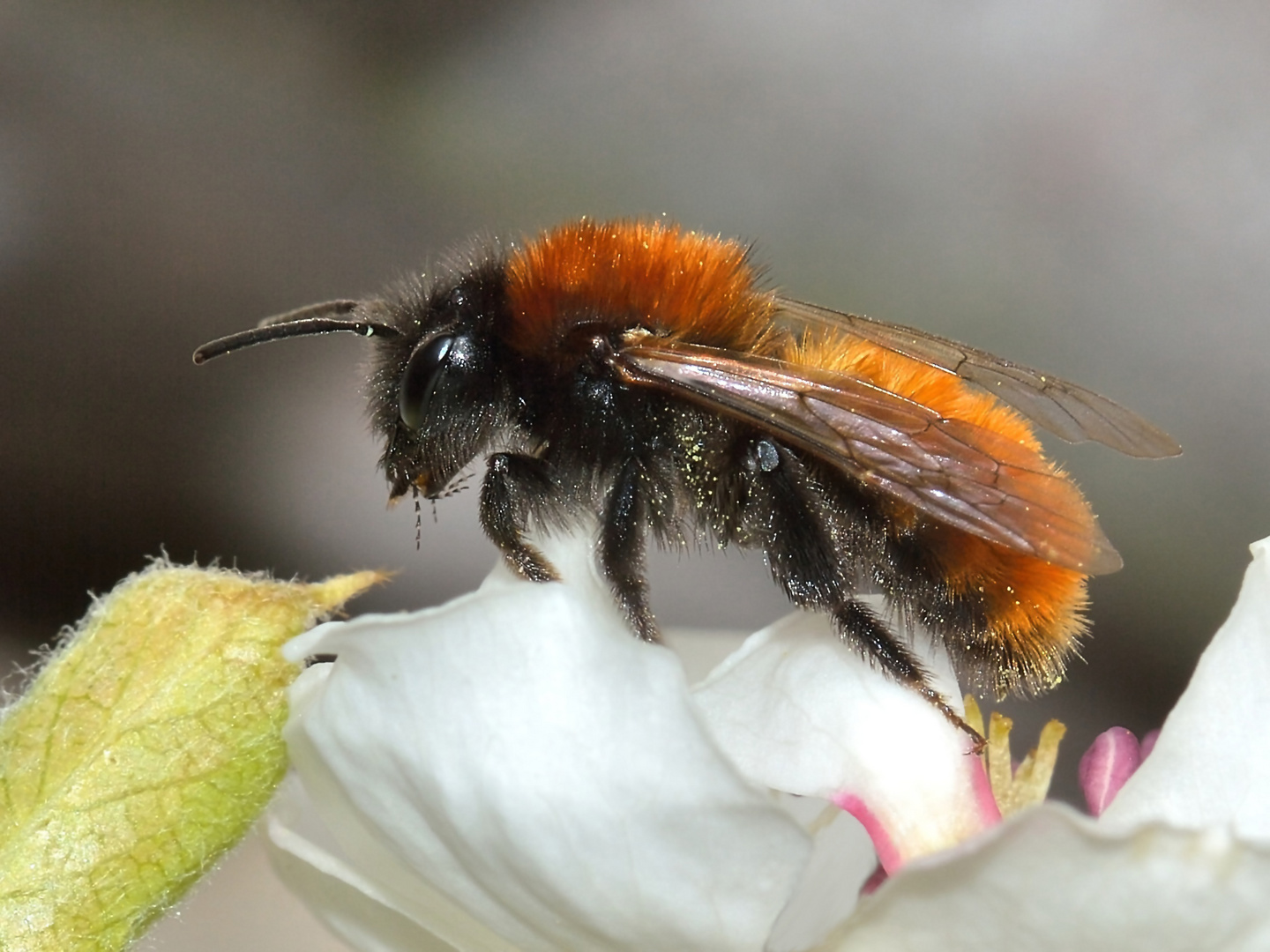 Andrena fulva, Fuchsrote Lockensandbiene