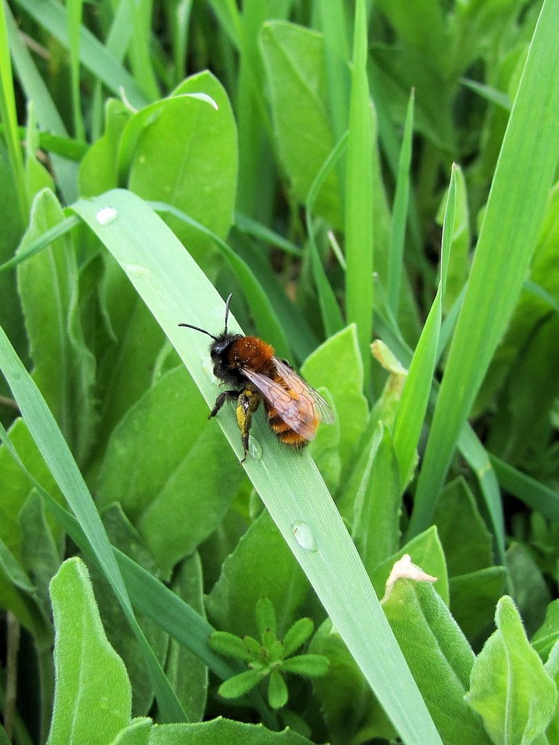 Andrena fulva -  klein, süß, pelzig und kuschelig