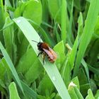 Andrena fulva -  klein, süß, pelzig und kuschelig