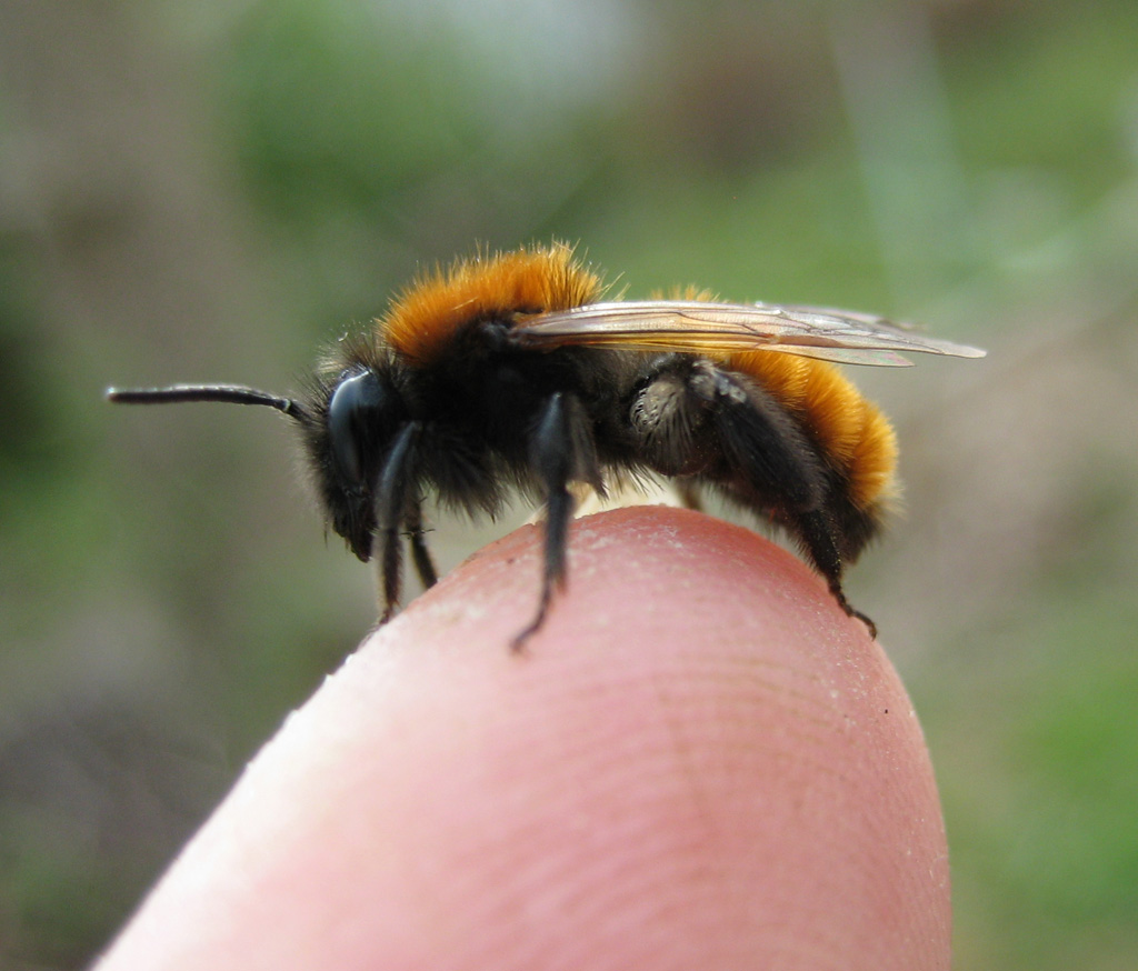 Andrena fulva- rotpelzige Sandbiene von 2015