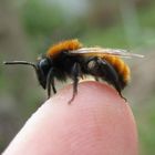 Andrena fulva- rotpelzige Sandbiene von 2015