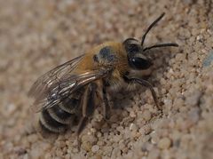 Andrena fuscipes