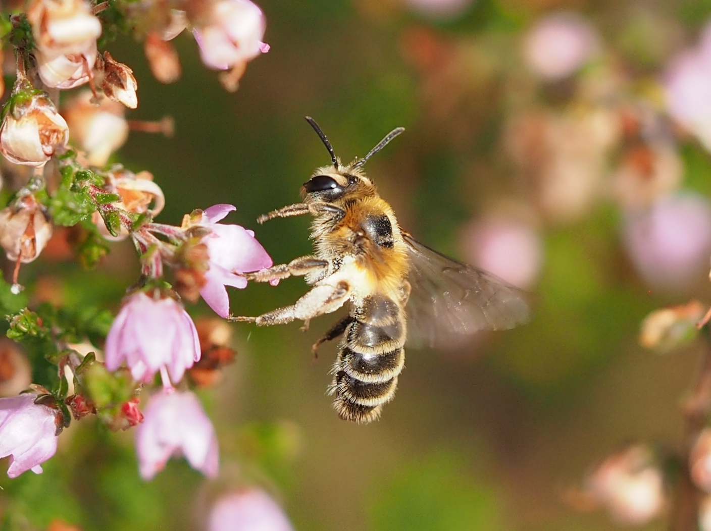 Andrena fuscipes w im Flug